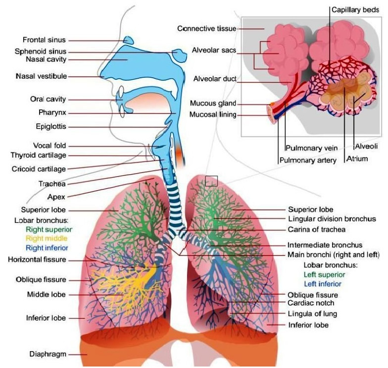Gross Anatomy Of Respiratory System Lungs Anatomy Fun - vrogue.co